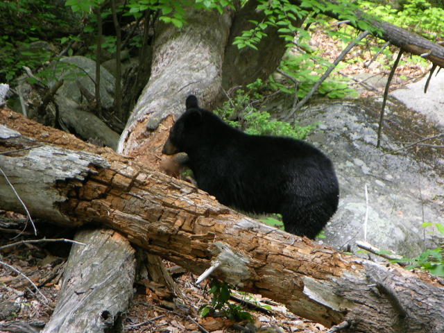 bear in creek